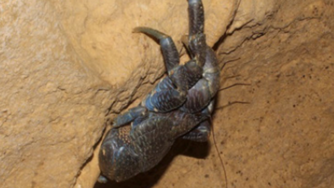A photograph of the Coconut Crab Birgus latro climbing the walls of a cave from April 2024.